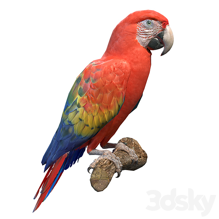 Red macaw 3D Model