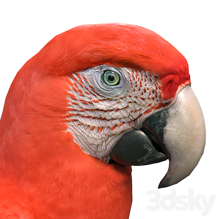 Red macaw 3DS Max - thumbnail 2