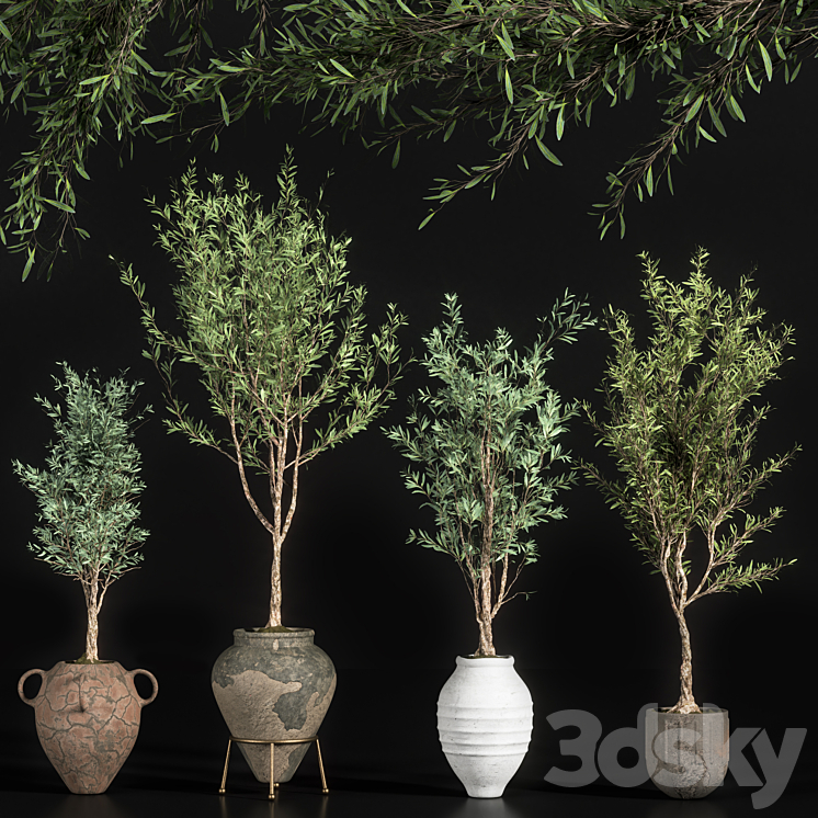 indoor plant olive set 01 3DS Max - thumbnail 1
