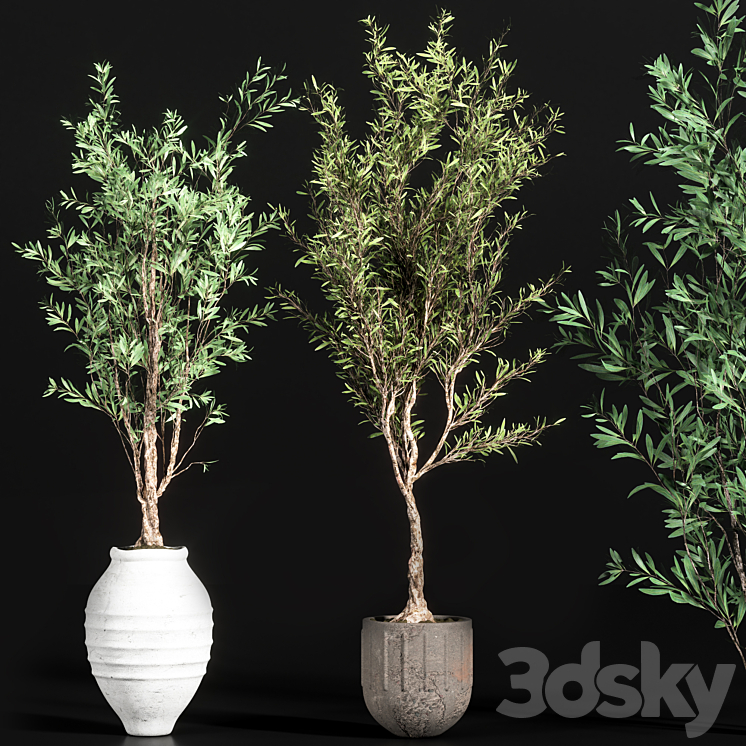 indoor plant olive set 01 3DS Max - thumbnail 2