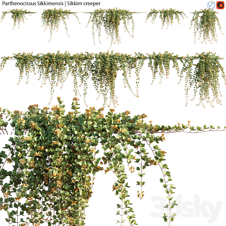 Parthenocissus Sikkimensis - Sikkim creeper - 02 3D Model
