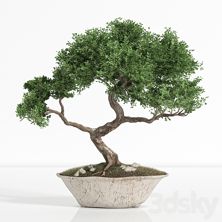 plant bonsai02 3DS Max - thumbnail 1