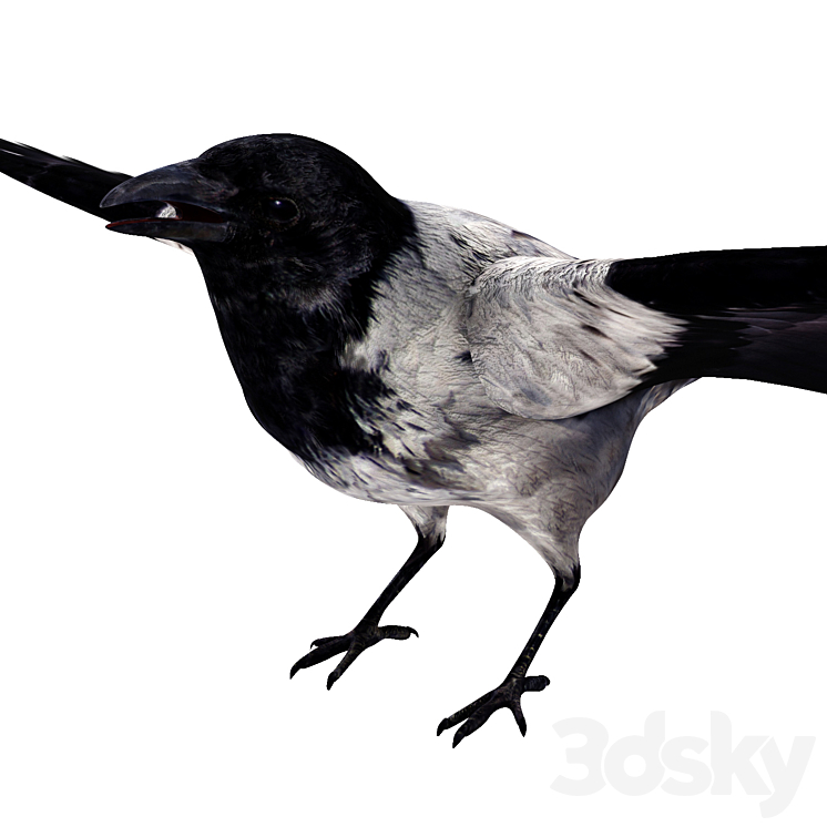 Crow 3D Model Free