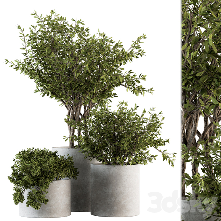 Outdoor Plants tree in Concrete Pot – Set 141 3DS Max - thumbnail 1