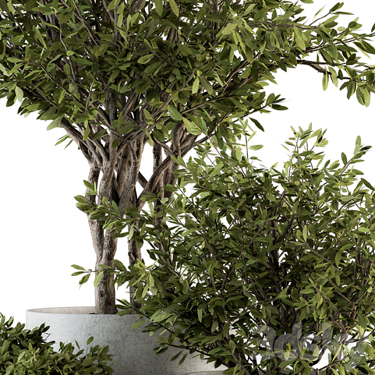 Outdoor Plants tree in Concrete Pot – Set 141 3DS Max - thumbnail 2