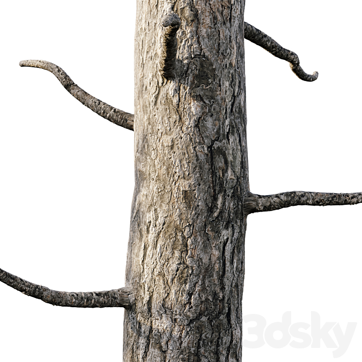 Pinus sylvestris 18m 3DS Max - thumbnail 2