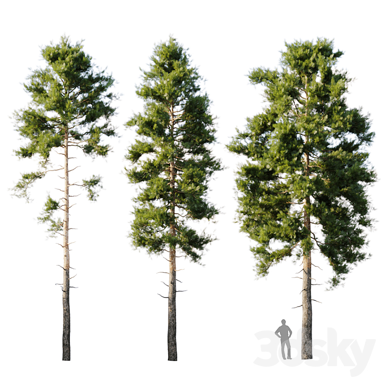 Pinus sylvestris 18m 3DS Max - thumbnail 1