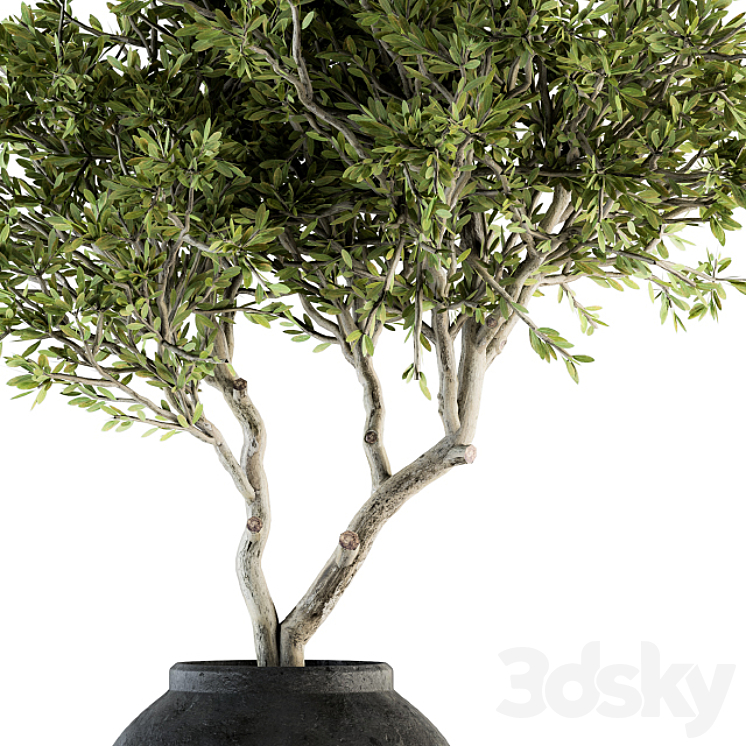 indoor Plant Set 128 - Tree in Pot 3D Model