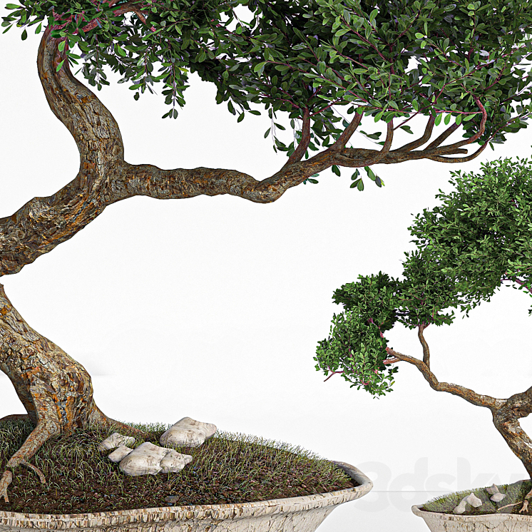 plant bonsai02 3DS Max - thumbnail 2