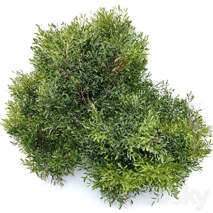Bayberry bush 3D Model