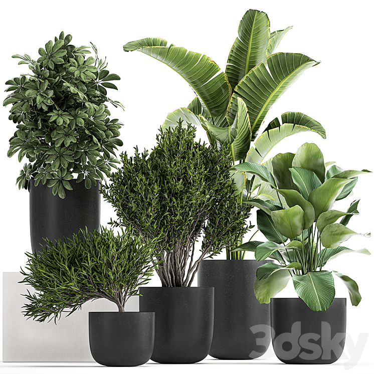 Collection of small plants and trees in black pots with Banana palm Calathea lutea bush Scheffler. Set 804 3DS Max - thumbnail 1