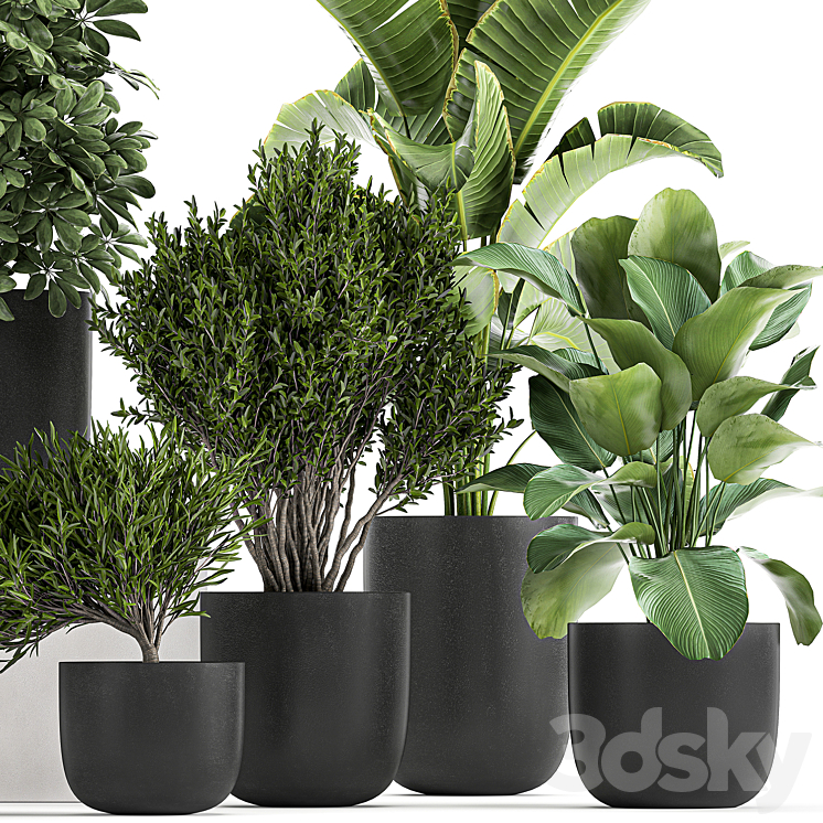 Collection of small plants and trees in black pots with Banana palm Calathea lutea bush Scheffler. Set 804 3DS Max - thumbnail 2