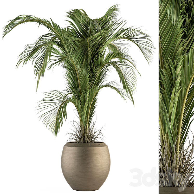indoor Plant Set 132 – Tropical Plant 3DS Max - thumbnail 1