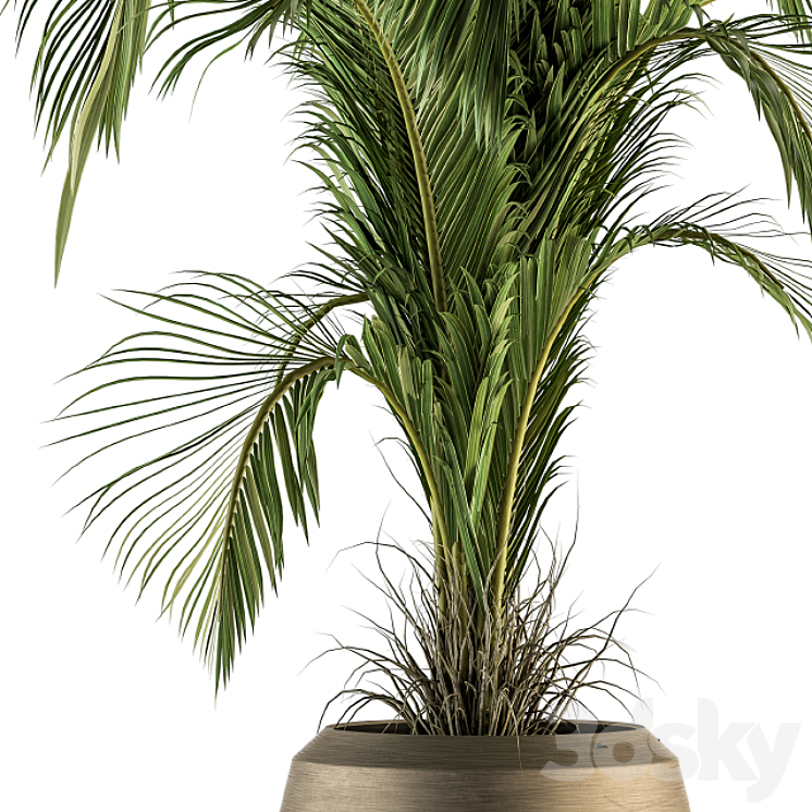 indoor Plant Set 132 – Tropical Plant 3DS Max - thumbnail 2