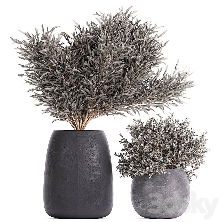 Plant collection 812. olive outdoor flowerpot bushes black pot tree bushes concrete 3DS Max - thumbnail 2