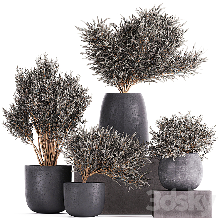 Plant collection 812. olive outdoor flowerpot bushes black pot tree bushes concrete 3DS Max - thumbnail 1