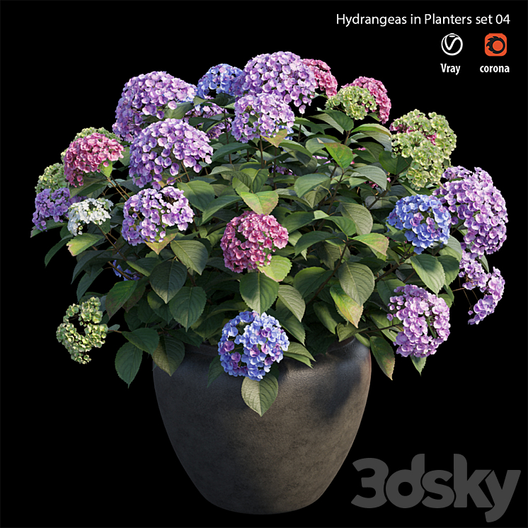 Hydrangea in planters set 04 3D Model