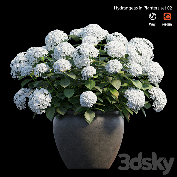 Hydrangea in planters set 02 3DS Max - thumbnail 1
