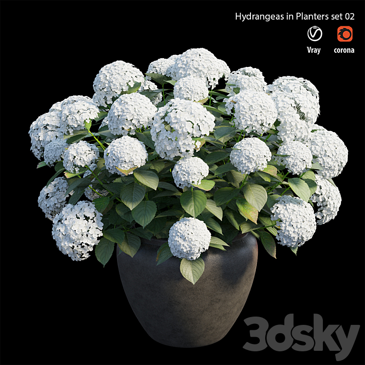 Hydrangea in planters set 02 3DS Max - thumbnail 2