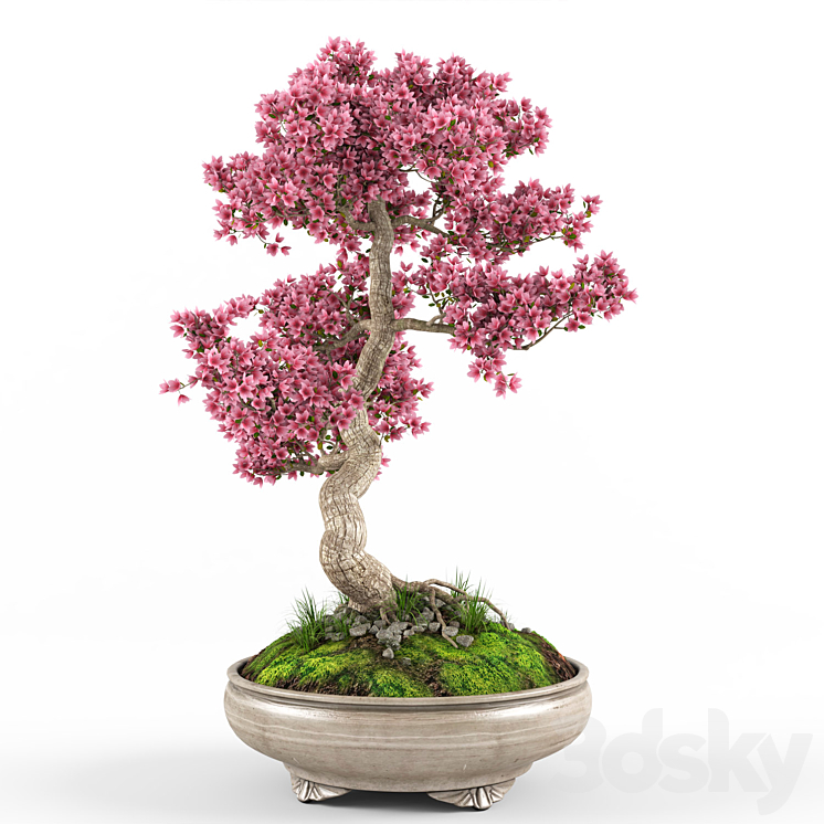 Sakura bonsai tree 3D Model