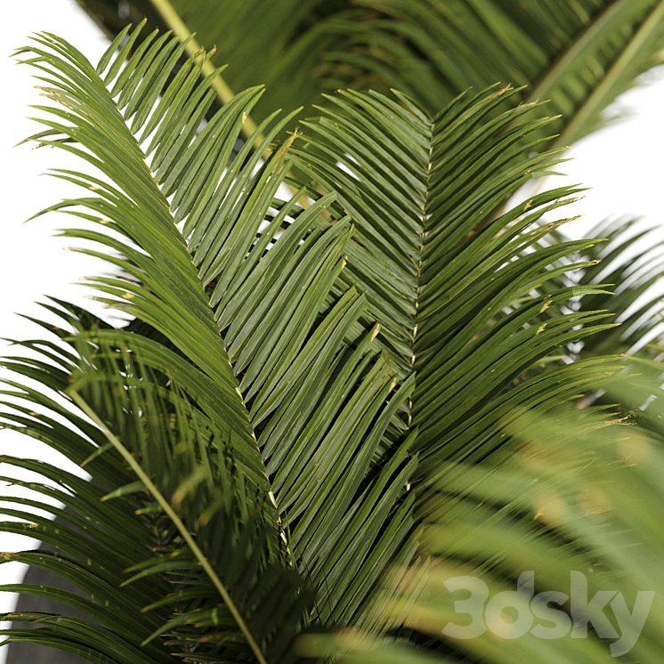 Restoration Hardware Cantera Planters With Sago Palm 3D Model