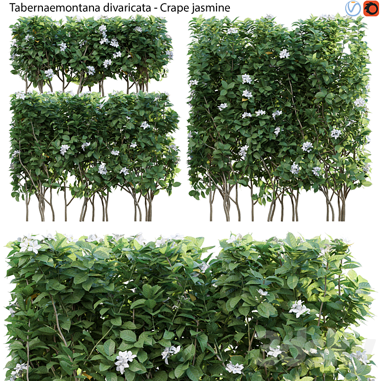 Tabernaemontana divaricata – Crape jasmine – 03 3DS Max - thumbnail 1