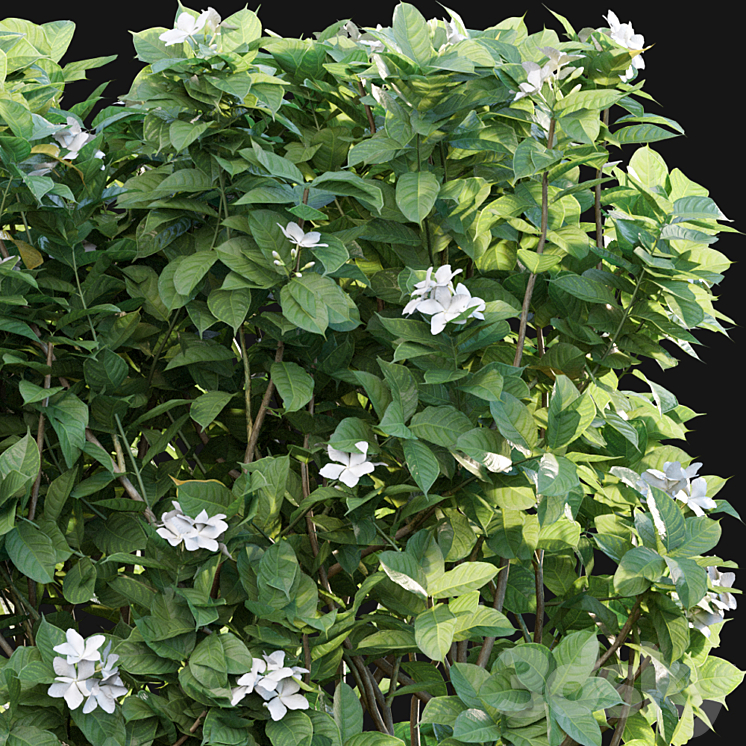 Tabernaemontana divaricata – Crape jasmine – 03 3DS Max - thumbnail 2