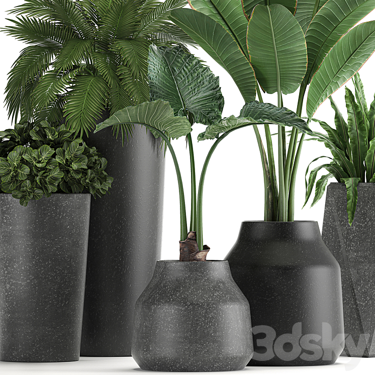 Collection of small plants in black pots with Banana palm asplenium alocasia. Set 825 3D Model