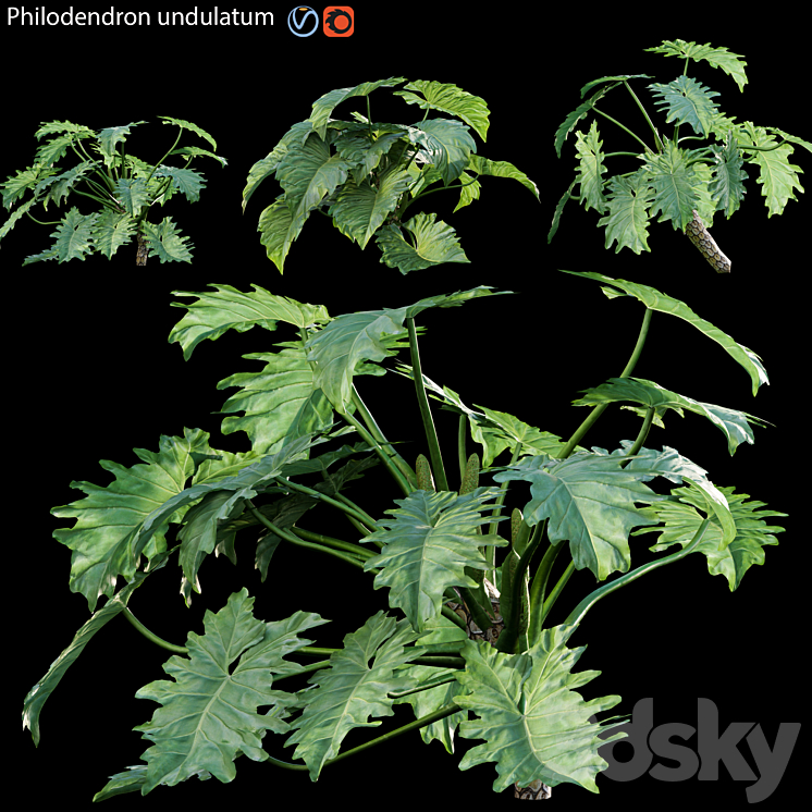 Philodendron undulatum – 02 3DS Max Model - thumbnail 1