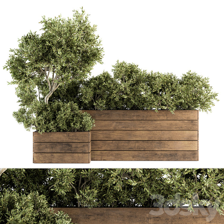 Outdoor Plants tree in Wood Box – Set 154 3DS Max - thumbnail 2