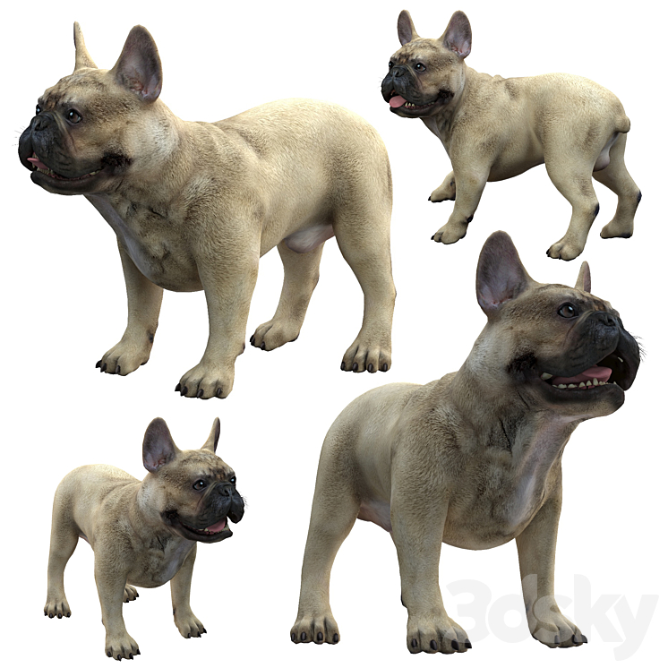 French Bulldog 3D Model