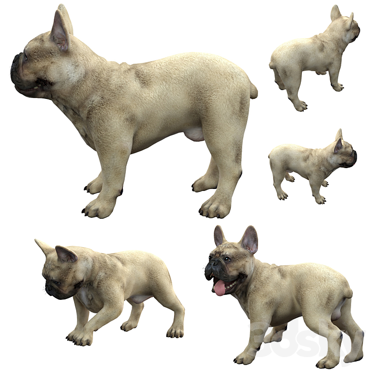 French Bulldog 3D Model