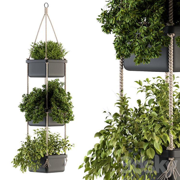 Hanging pot with Rope – indoor Plants 164 3DS Max - thumbnail 1