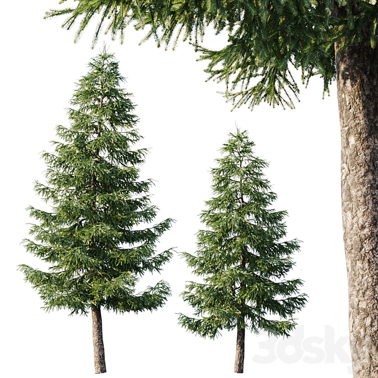 Spruce (125m and 95m) 3DS Max - thumbnail 1