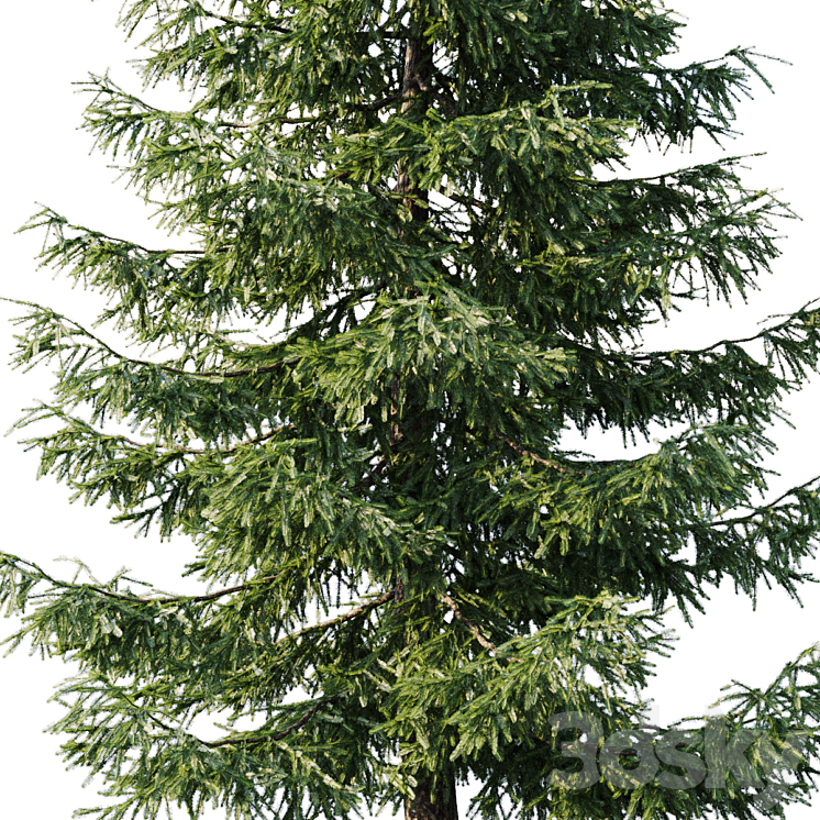 Spruce (125m and 95m) 3DS Max - thumbnail 2