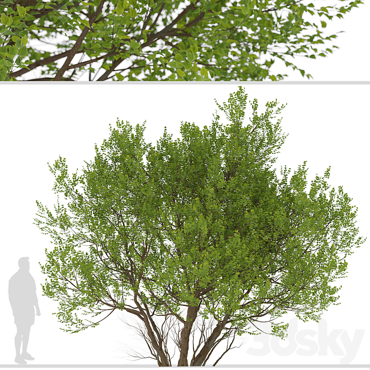 Set of Common Hazel Trees (Corylus avellana) (2 Trees) 3DS Max - thumbnail 2