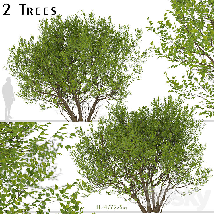 Set of Common Hazel Trees (Corylus avellana) (2 Trees) 3DS Max - thumbnail 1