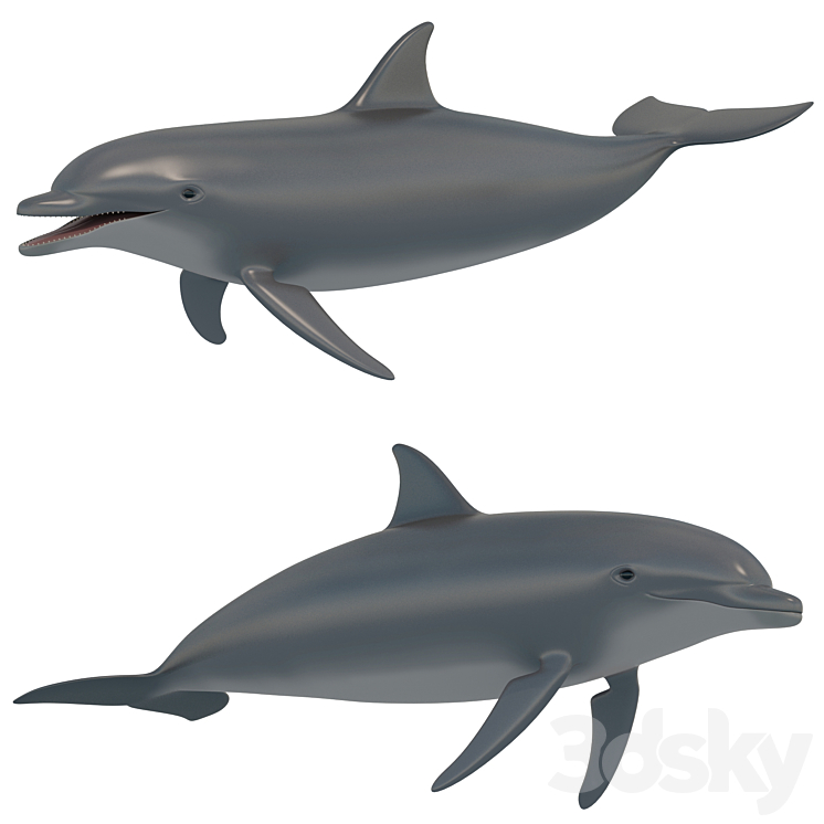 Dolphin bottlenose dolphin 3D Model