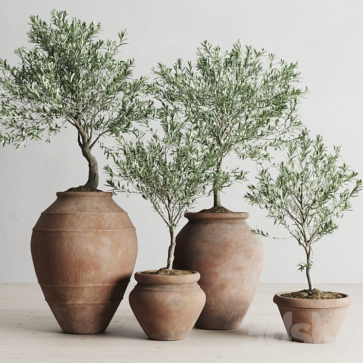 Olive European In Antique Clay Vessels 3DS Max - thumbnail 1
