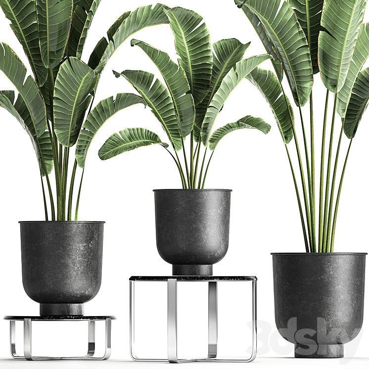 A collection of plants in black pots on a stand table with ravenala Banana palm Strelitzia. Set 846. 3D Model Free