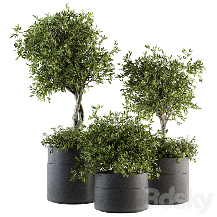 indoor Plant Set 193 – Tree in pot 3DS Max - thumbnail 1