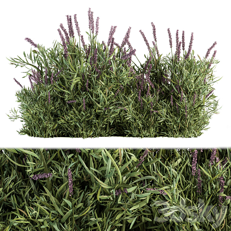 Lavender Bush – Bush Set20 3D Model