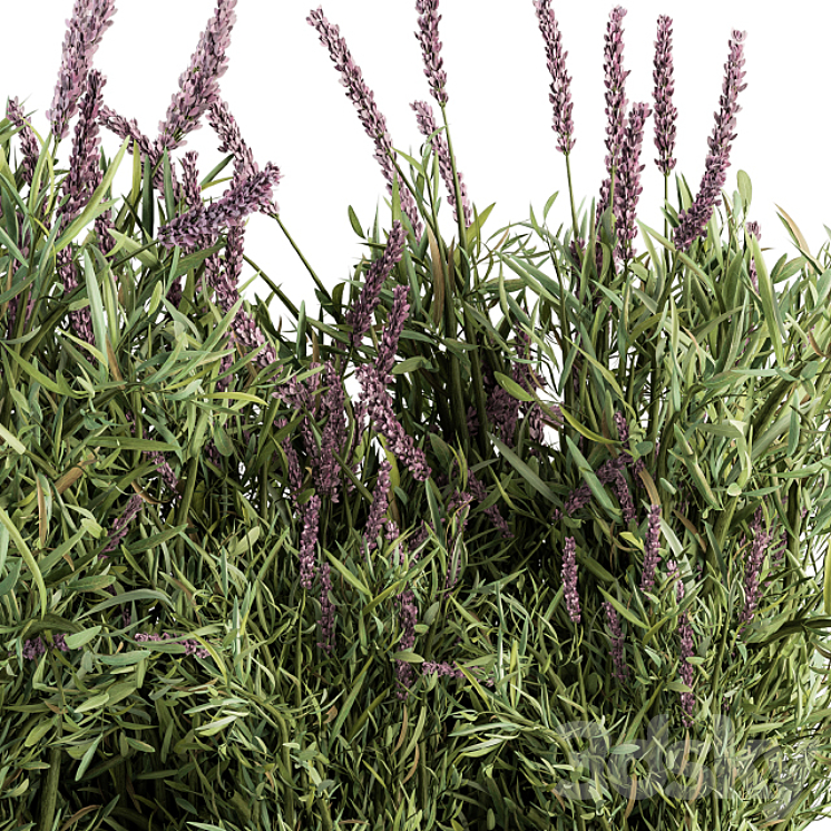 Lavender Bush – Bush Set20 3DS Max - thumbnail 2