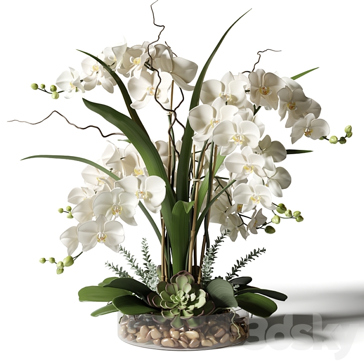 White orchids in a glass vase with stones 3DS Max - thumbnail 1