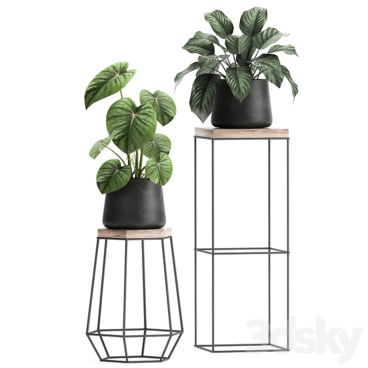 A collection of small plants on stands in black pots with Stefania Erecta cactus Philodendron. Set 899. 3D Model