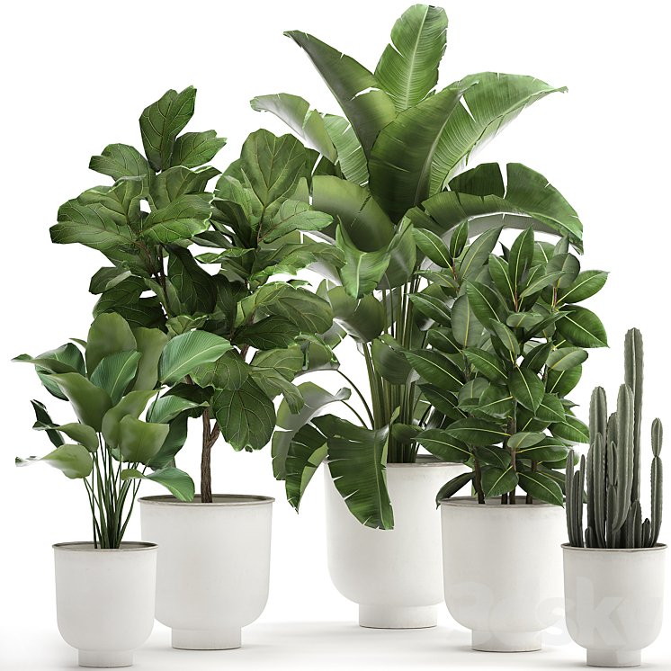 Collection of plants in white pots with banana palm ficus tree Strelitzia. Set 906. 3DS Max - thumbnail 1