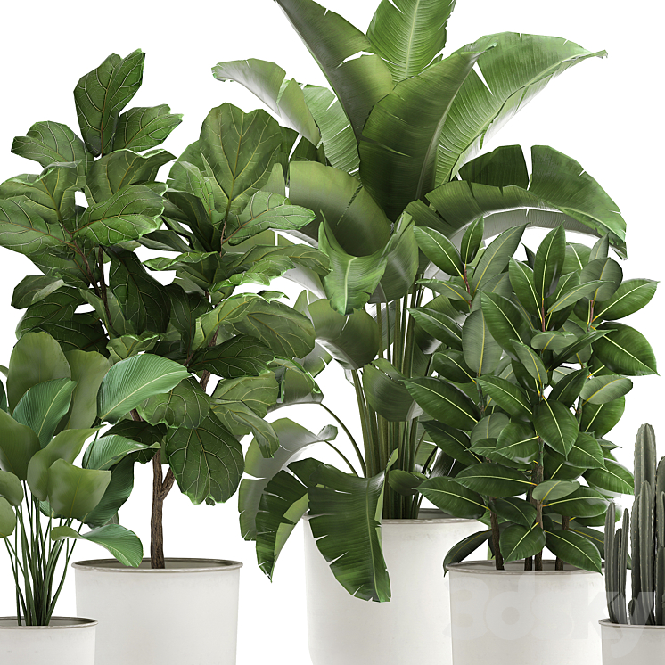 Collection of plants in white pots with banana palm ficus tree Strelitzia. Set 906. 3DS Max - thumbnail 2