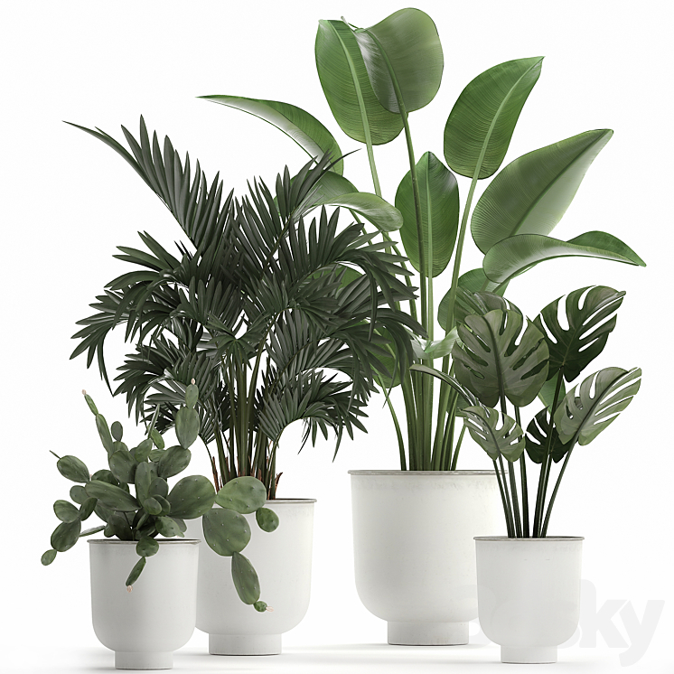 Collection of indoor plants in white vases with monstera cactus Strelitzia Hoveapalm cactus. Set 927. 3DS Max - thumbnail 1