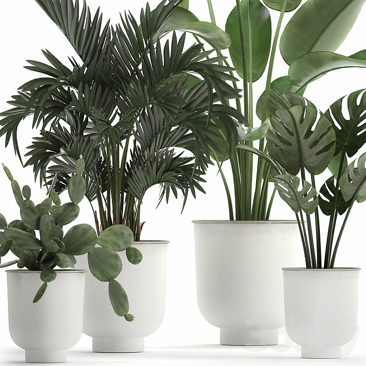 Collection of indoor plants in white vases with monstera cactus Strelitzia Hoveapalm cactus. Set 927. 3DS Max - thumbnail 2