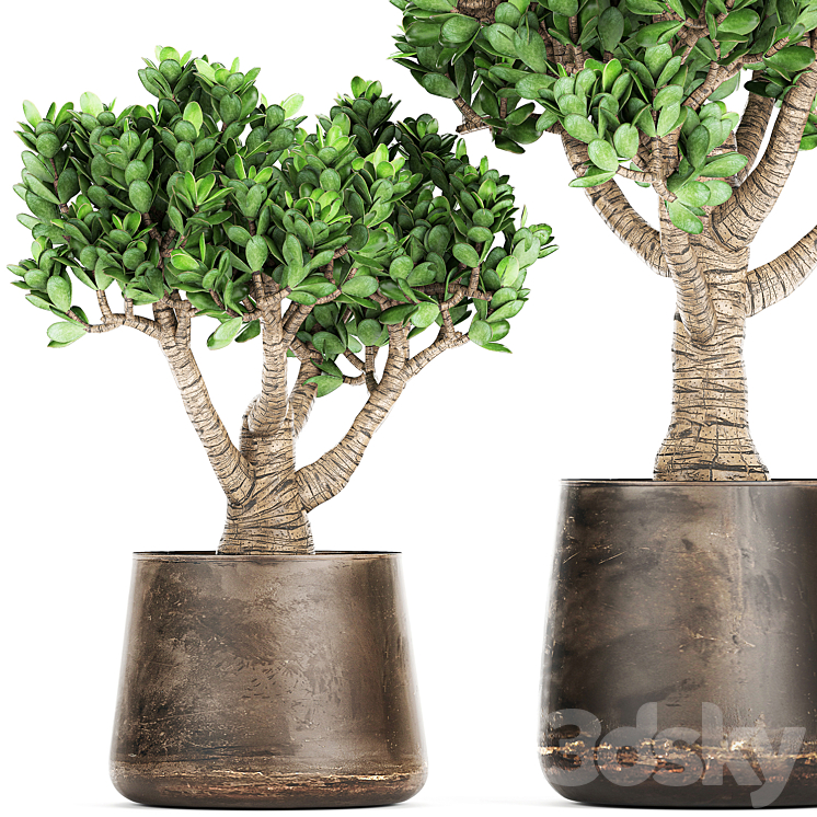 Collection of plants in metal pots with flower Crassula. Set 930. 3DS Max - thumbnail 2